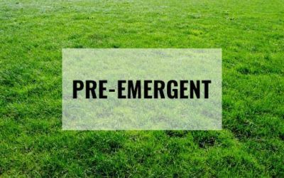 Lawn Care: How Pre-emergents work