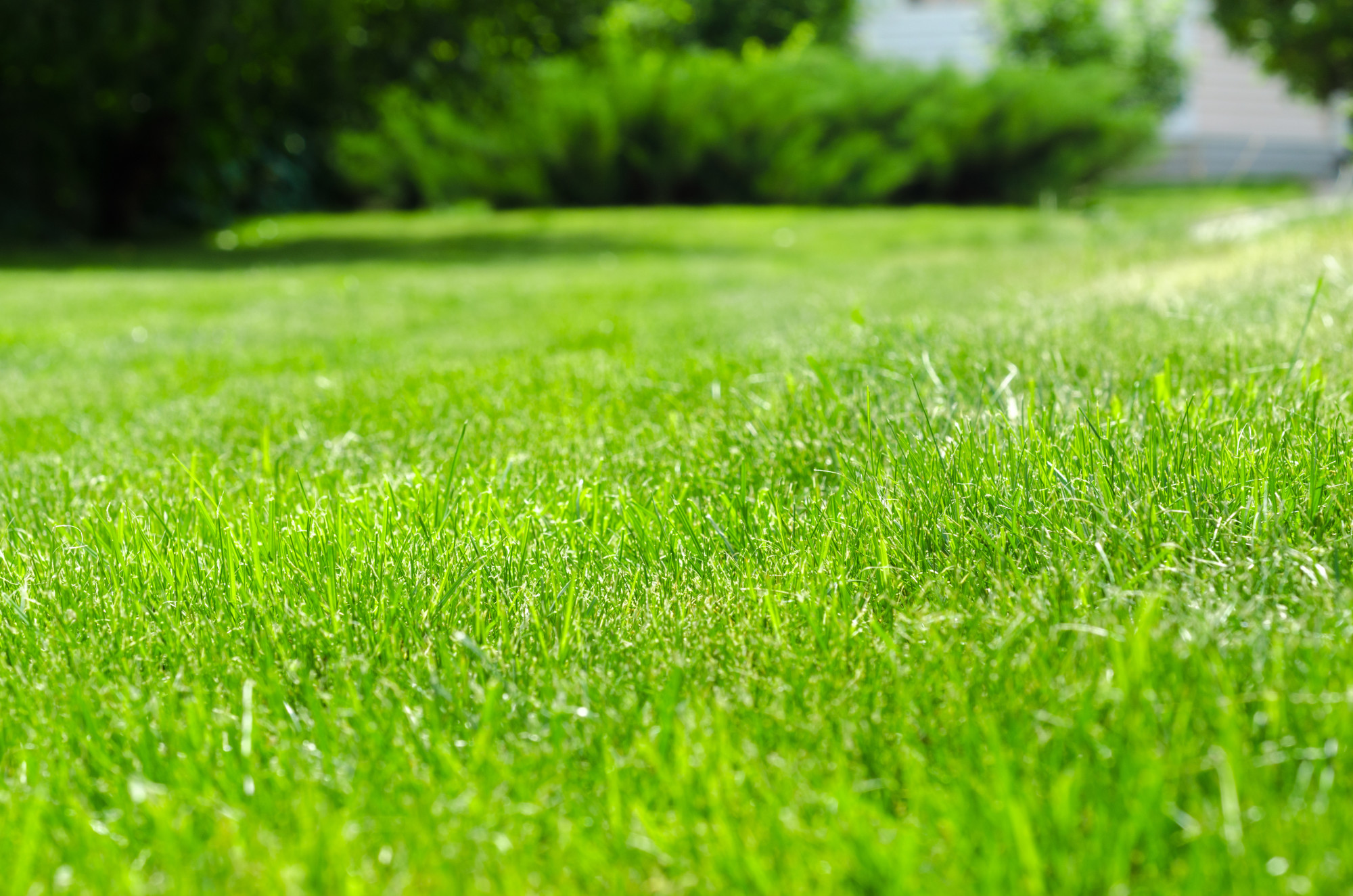 Maintaining the Green Grass of Home: 5 Steps to Weed Control.