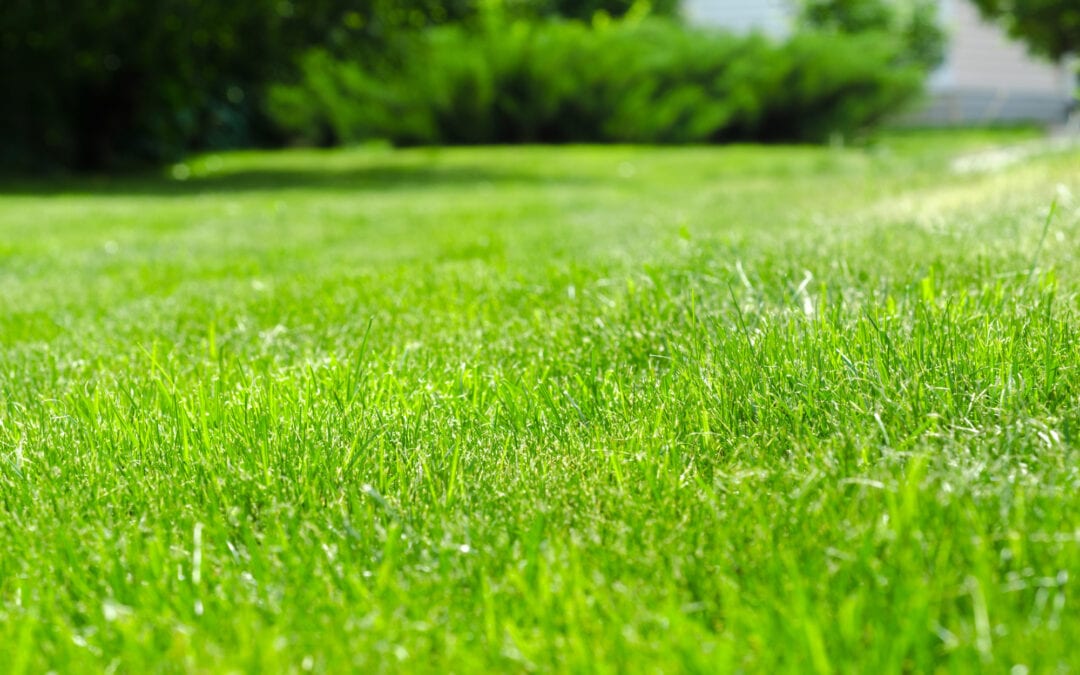 Feeding Your Lawn: When Is the Right Time to Fertilize?
