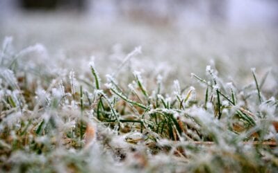 5 Winter Lawn Care Tips You Need to Know