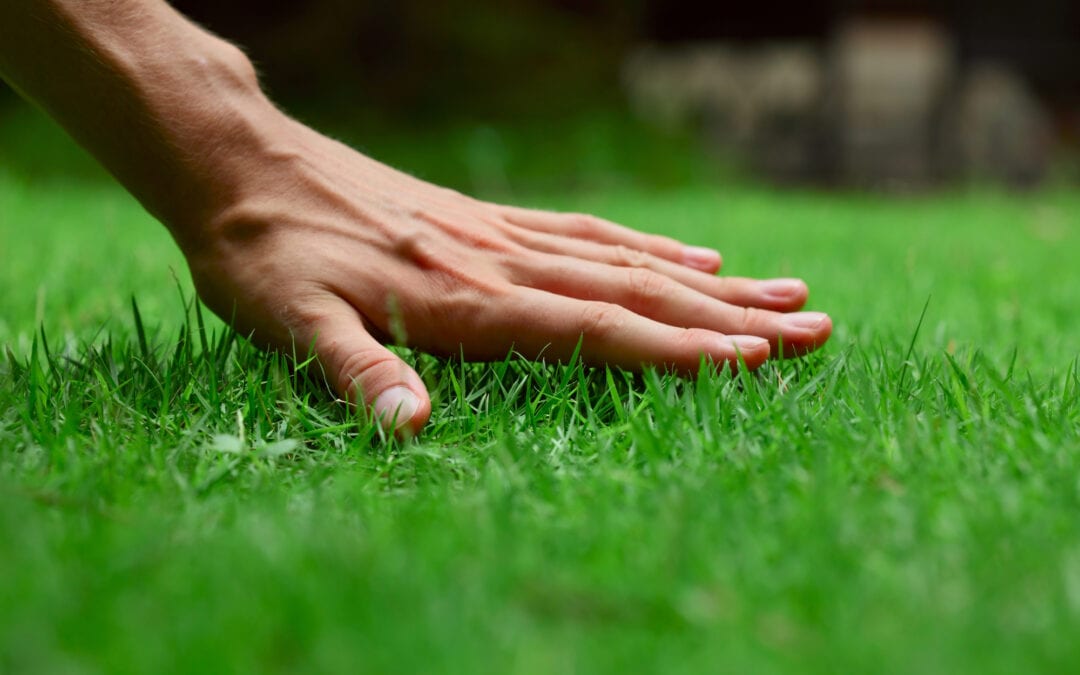 How Often Should You Water Your Lawn?