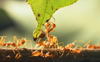 Fire Ant Control: How to Prevent Fire Ants From Taking Over Your Rockwall Lawn