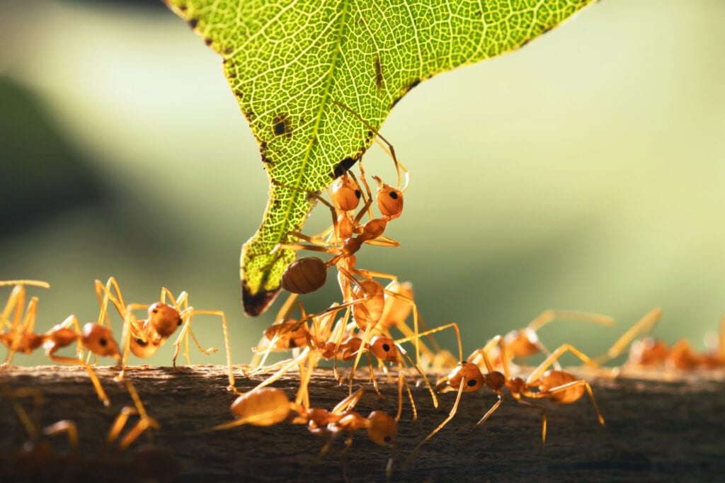 fire ant treatment