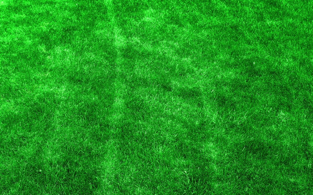 5 Important Summer Lawn Care Tips For Texas Homeowners