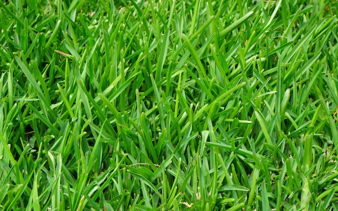 Why You Should Fertilize Your Lawn