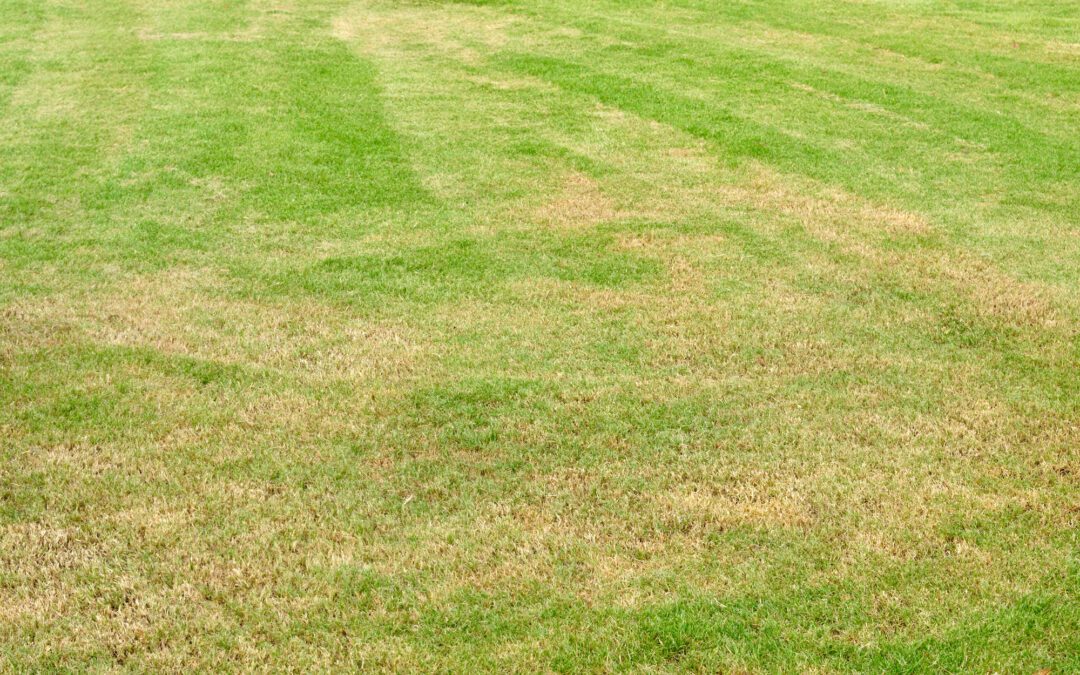 5 Lawn and Grass Protection Tips for the Winter