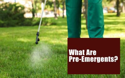 How Do Pre-Emergents Work?