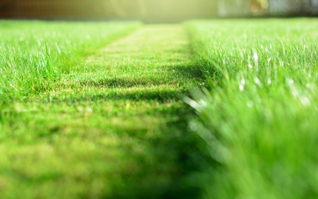 7 Essential Spring Lawn Care Tips