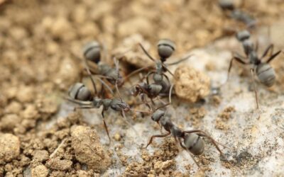 How Dangerous Are Fire Ants in Plano, TX?
