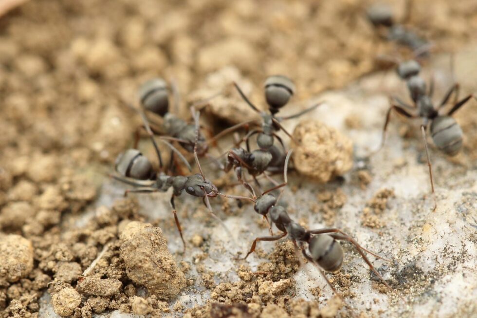 How Dangerous Are Fire Ants in Plano, TX? Green Lawn Fertilizing