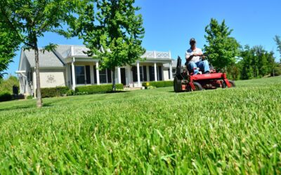 4 Essential Lawn Care Tips for Summer