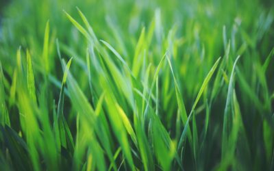 Is There a Best Time of Year to Lay Lawn Fertilizer?