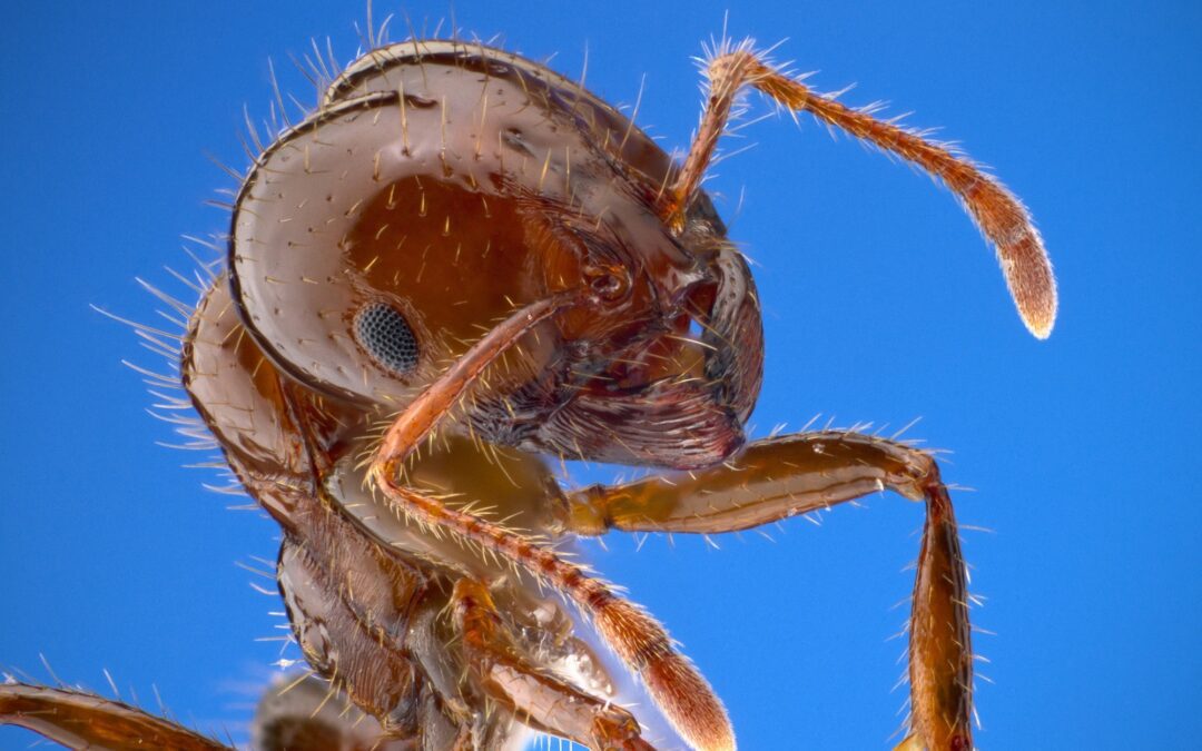 Essential Fire Ant Prevention Tips